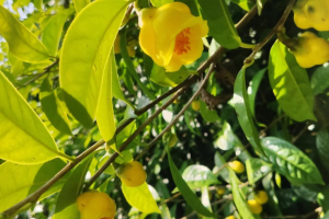 Trà Hoa Vàng Tây Yên Tử
